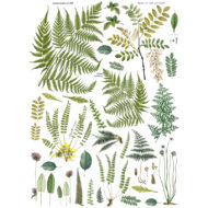 Fronds Botanical Transferfolie