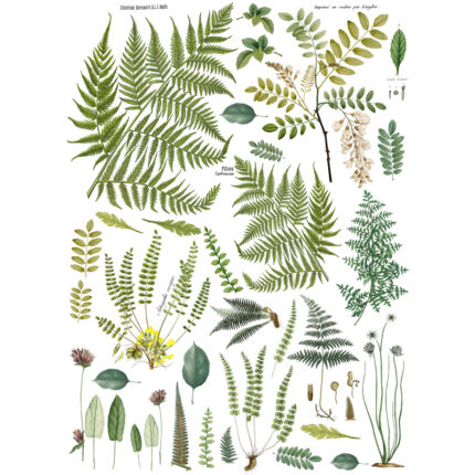 Fronds Botanical Transferfolie