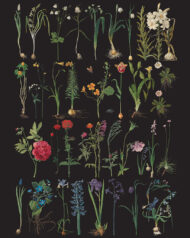 Annie Sloan Decoupagepapier Formal Garden – Bild 2