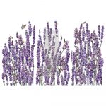 Champs de Lavende Transferfolie ReDesign