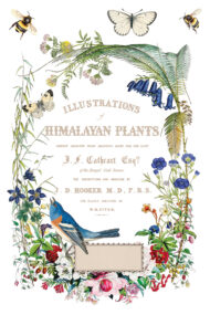 Flora Greca FloralsTransferfolie IOD – Bild 7